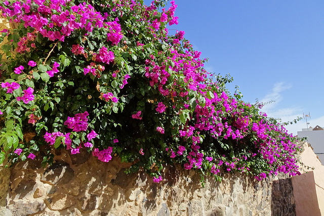 Bourgainvillea In Aguimes