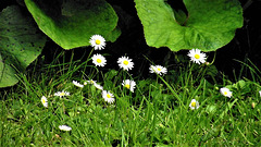 Daisies all over the lawn, until Emily cuts the grass