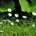 Daisies all over the lawn, until Emily cuts the grass