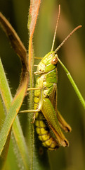 EF7A5151 Grasshopperv2