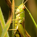 EF7A5151 Grasshopperv2