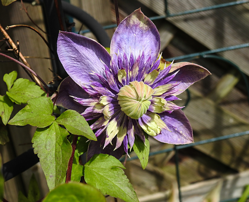 20230529 0281CPw [D~LIP] Waldrebe (Clematis 'Taiga'), Bad Salzuflen