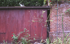 Rose tree and a brick wall