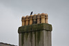 Caernarfon, The Top of the Chimneys and Crow