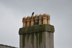 Caernarfon, The Top of the Chimneys and Crow