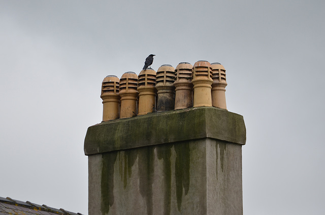 Caernarfon, The Top of the Chimneys and Crow