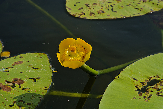 Nénuphar jaune