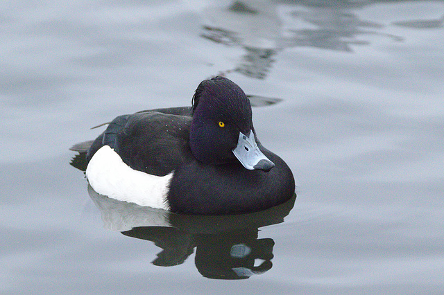 EF7A9975 Tufted duck