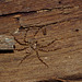 Spider IMG_2478