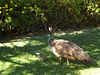 Peacock and chick.