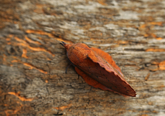 Lappet Moth