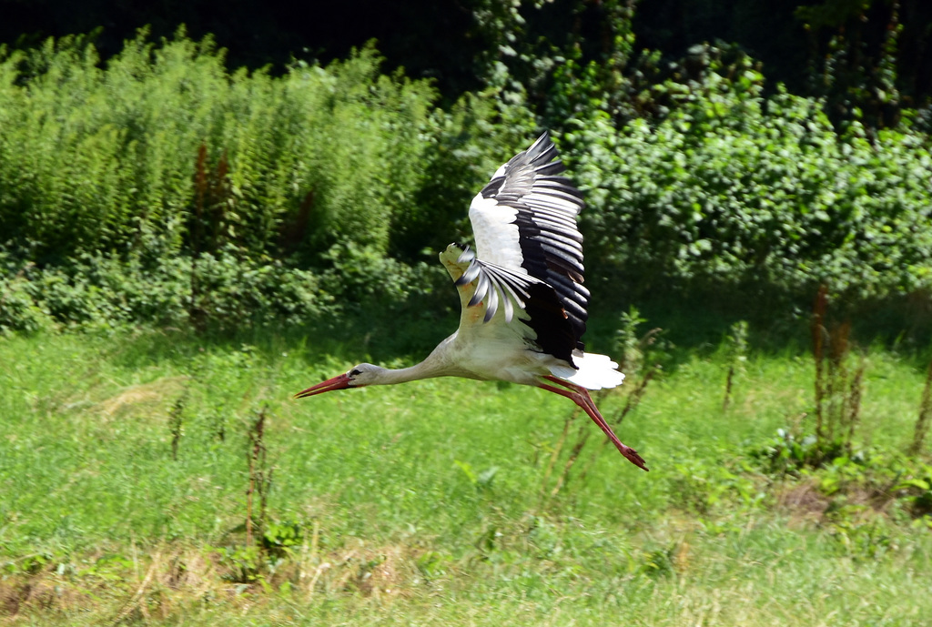 Storch im Tiefflug