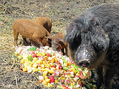 Mangalitsa pigs, female and piglets