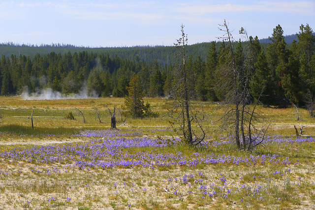 Lupines Lupines