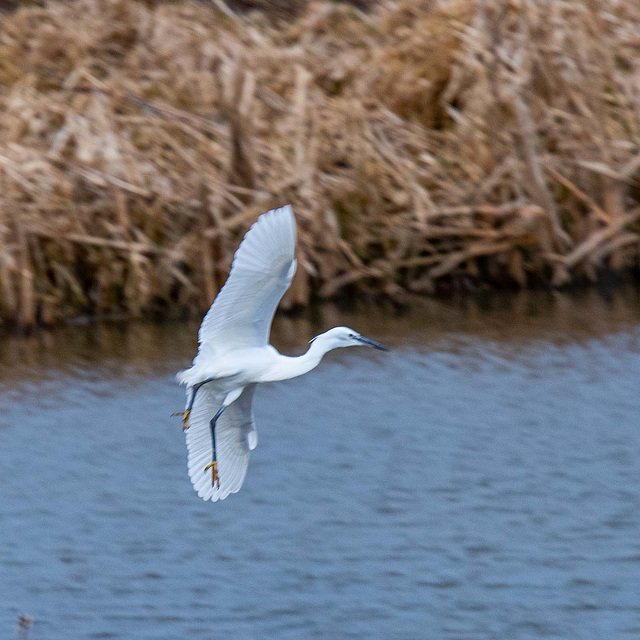 Little egret