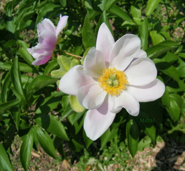 Pétales au vent...pour cette pivoine...