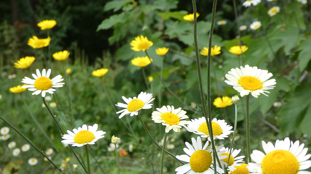 Blumenwiese in Weiss, Gelb und Grün