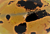 Eruption solaire ( Gérard Vallée)