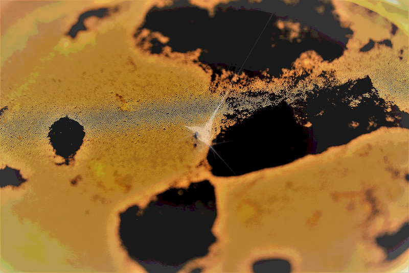 Eruption solaire ( Gérard Vallée)