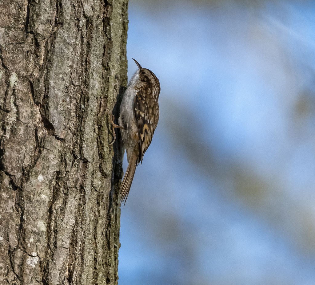 Tree creeper