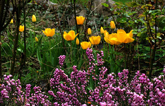 Tulipes et bruyères