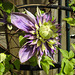 20230529 0282CPw [D~LIP] Waldrebe (Clematis 'Taiga'), Bad Salzuflen