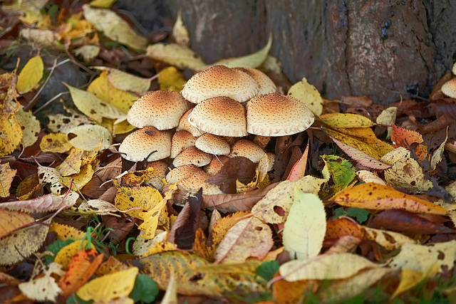 Im Kirschgarten