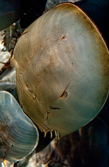 Horseshoe Crabs