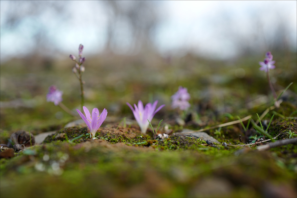 Merendera filifolia