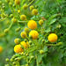 MONACO: Mimosa des quatre saisons ou Mimosa d'été (Acacia retinodes Schltr.) 01