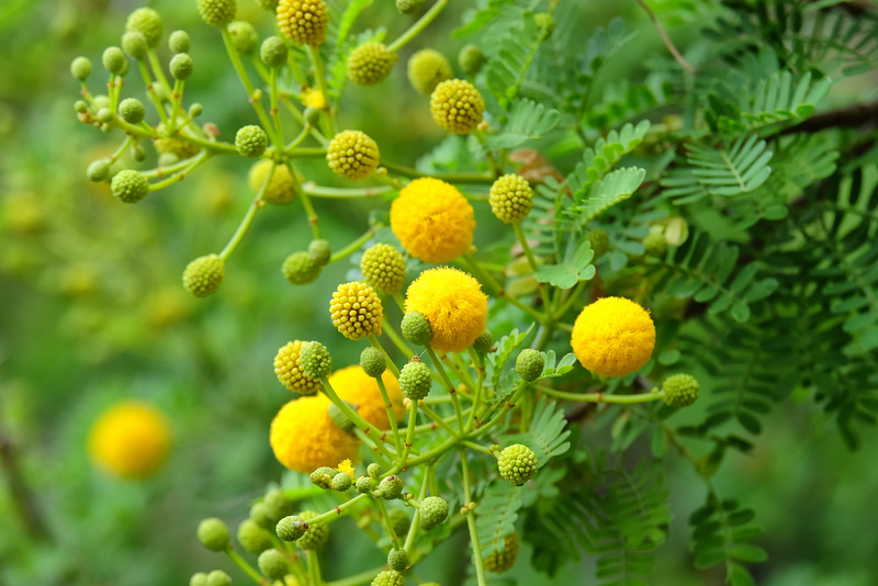 MONACO: Mimosa des quatre saisons ou Mimosa d'été (Acacia retinodes Schltr.) 01