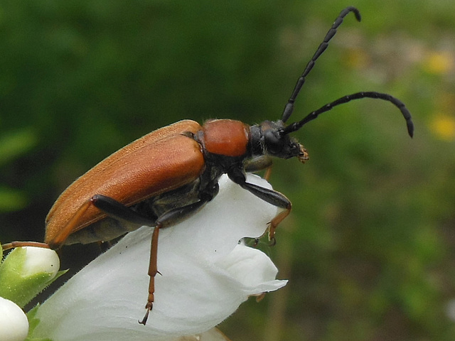 022 Buntflachläufer (Platynus dorsalis)