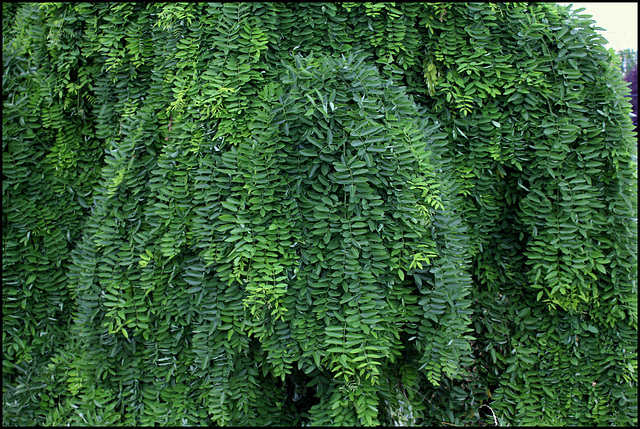 Sophora japonica 'Pendula' (4)