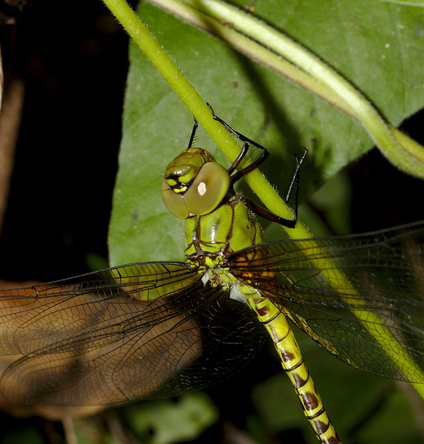 Dragonfly IMG_2636