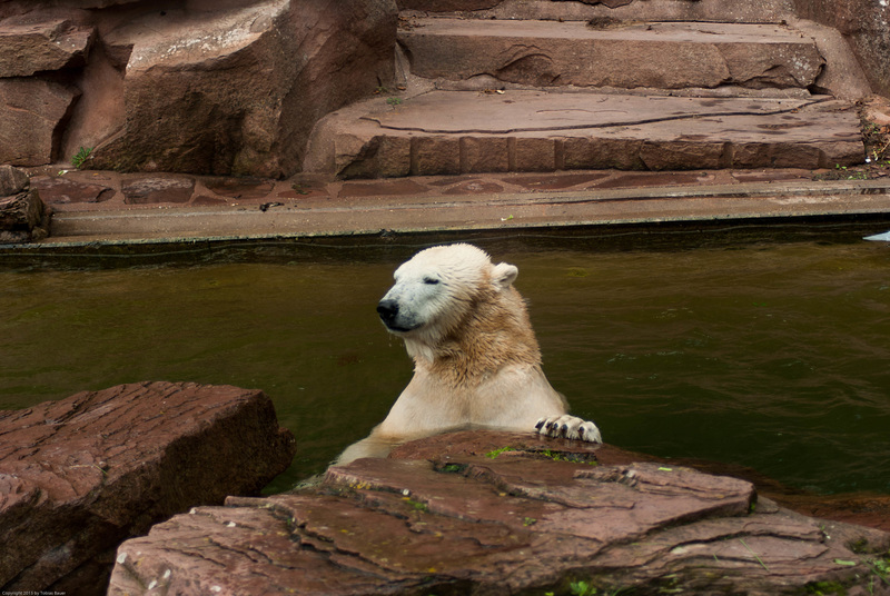 Eisbär