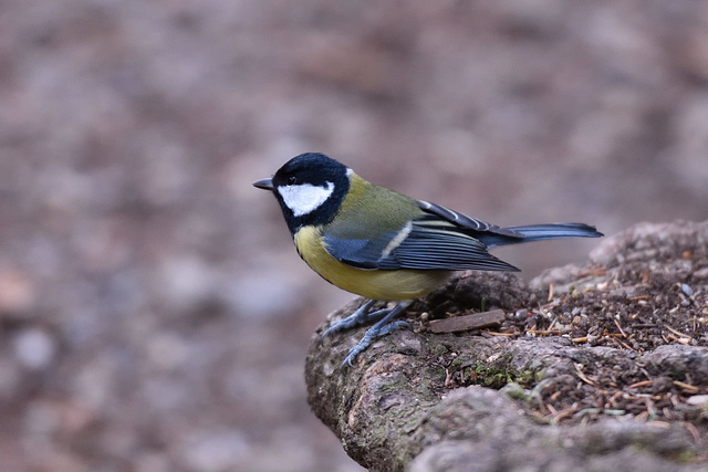 Mésange Charbonnière ...