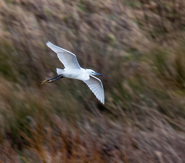 Little egret