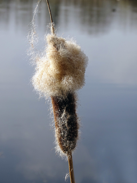 Female flower head of Common Bulrush (Typha latifolia)