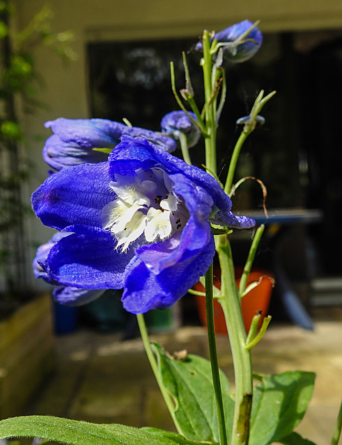 20230529 0283CPw [D~LIP] Rittersporn (Delphinium grandiflorum), Bad Salzuflen