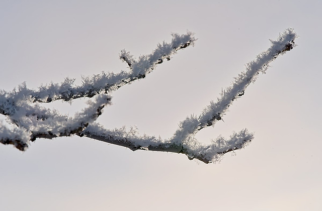 frosty branch backlit