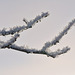 frosty branch backlit