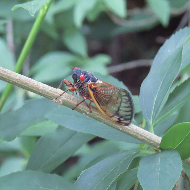 Periodical cicada (Magicicada sp.)