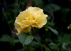tout comme nous , cette rose est triste devant ces pluies incessantes ......