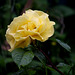 tout comme nous , cette rose est triste devant ces pluies incessantes ......