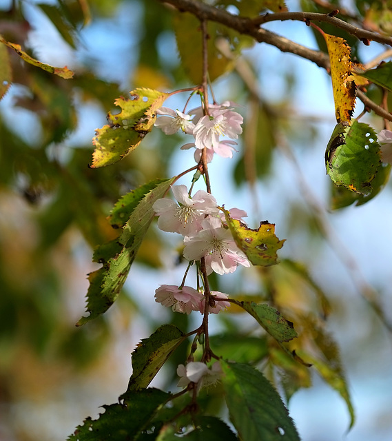 Im Kirschgarten