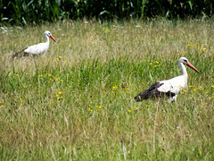 Cigogne