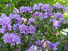 Rhododendronblüten