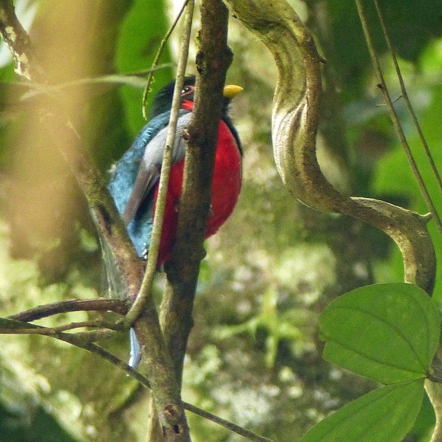 Collared Trogon, on way to Brasso Seco
