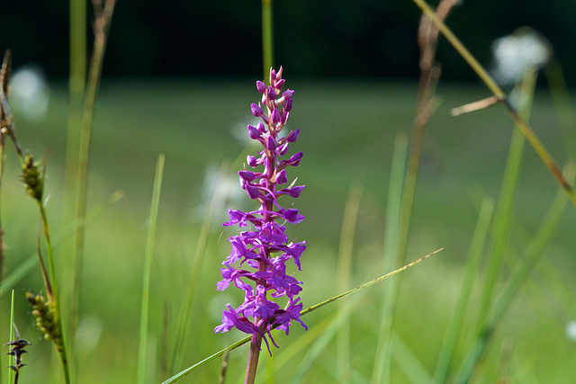 Orchis à fleurs lâches  (Anacamptis laxiflora)