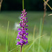 Orchis à fleurs lâches  (Anacamptis laxiflora)